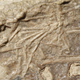 The mammal foot (center) within the Microraptor fossil.
